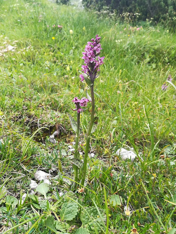 Particolare cromatismo in Dactylorhiza lapponica subsp. rhaetica